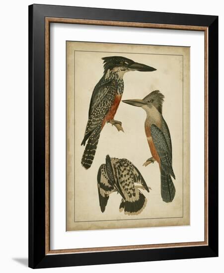 Vintage Kingfishers I-null-Framed Art Print