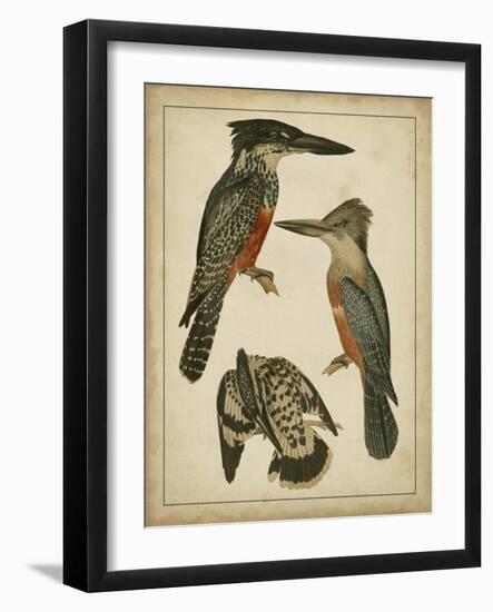 Vintage Kingfishers I-null-Framed Art Print