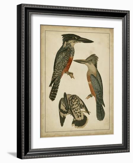 Vintage Kingfishers I-null-Framed Art Print