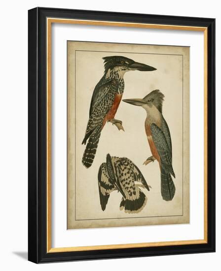 Vintage Kingfishers I-null-Framed Art Print