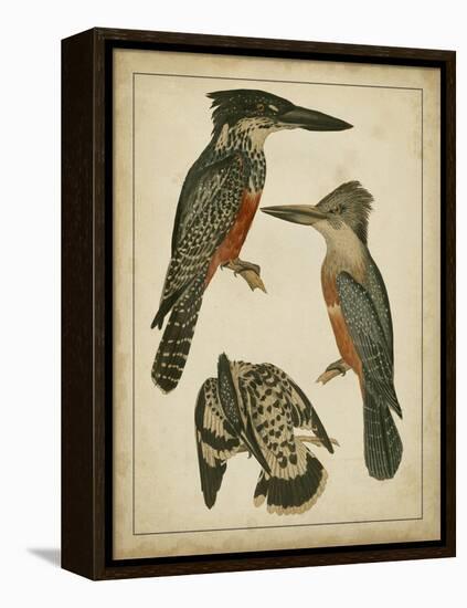 Vintage Kingfishers I-null-Framed Stretched Canvas