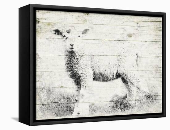 Vintage Lamb-Jace Grey-Framed Stretched Canvas