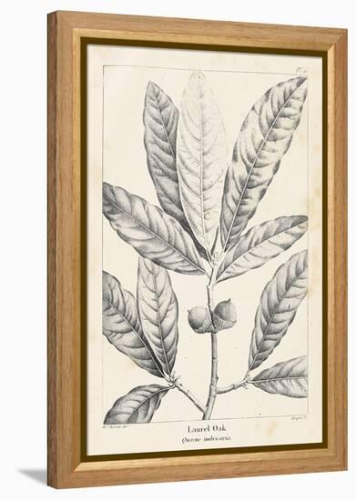 Vintage Laurel Oak Tree-Thomas Nuttall-Framed Stretched Canvas