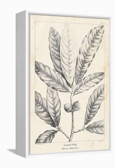 Vintage Laurel Oak Tree-Thomas Nuttall-Framed Stretched Canvas