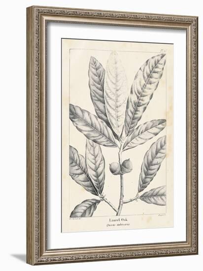 Vintage Laurel Oak Tree-Thomas Nuttall-Framed Art Print