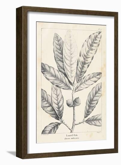 Vintage Laurel Oak Tree-Thomas Nuttall-Framed Art Print