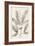Vintage Laurel Oak Tree-Thomas Nuttall-Framed Art Print