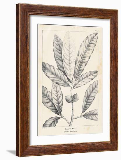 Vintage Laurel Oak Tree-Thomas Nuttall-Framed Art Print