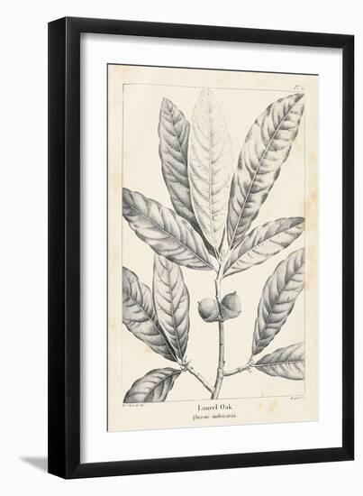 Vintage Laurel Oak Tree-Thomas Nuttall-Framed Art Print