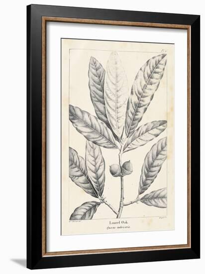 Vintage Laurel Oak Tree-Thomas Nuttall-Framed Art Print
