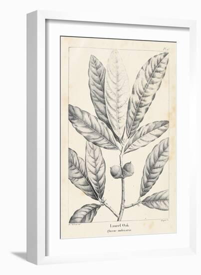 Vintage Laurel Oak Tree-Thomas Nuttall-Framed Art Print