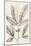 Vintage Laurel Oak Tree-Thomas Nuttall-Mounted Art Print