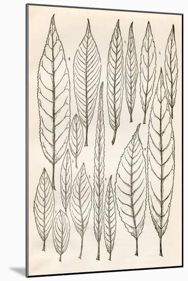 Vintage Leaf Engravings-null-Mounted Art Print