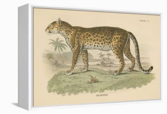 Vintage Leopard-Wild Apple Portfolio-Framed Stretched Canvas