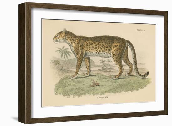 Vintage Leopard-Wild Apple Portfolio-Framed Art Print