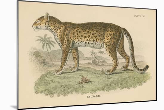 Vintage Leopard-Wild Apple Portfolio-Mounted Art Print