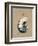 Vintage Linen Nautilus-Regina-Andrew Design-Framed Art Print