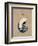 Vintage Linen Nautilus-Regina-Andrew Design-Framed Art Print