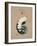 Vintage Linen Nautilus-Regina-Andrew Design-Framed Art Print