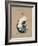 Vintage Linen Nautilus-Regina-Andrew Design-Framed Art Print