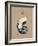 Vintage Linen Nautilus-Regina-Andrew Design-Framed Art Print