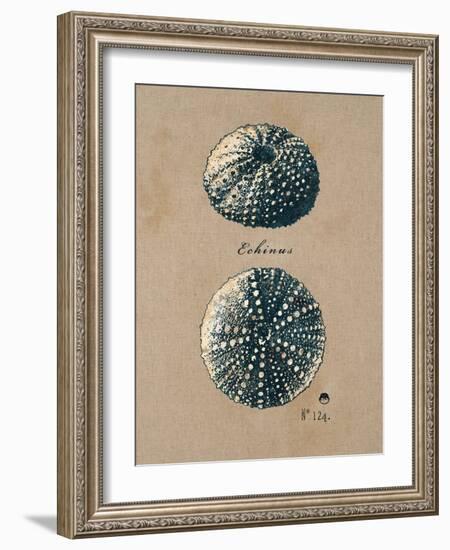 Vintage Linen Sea Urchin-Regina-Andrew Design-Framed Art Print