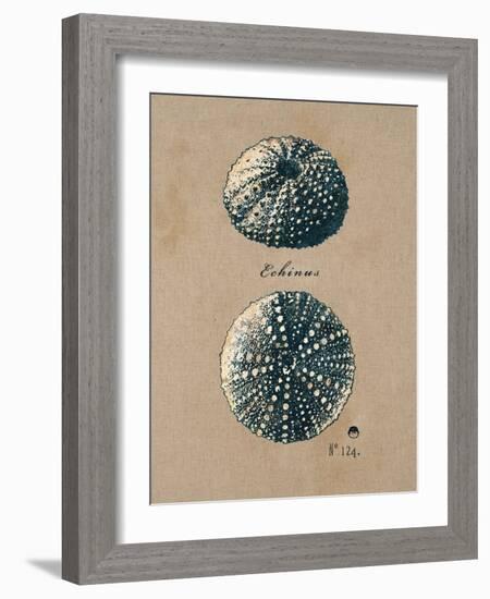 Vintage Linen Sea Urchin-Regina-Andrew Design-Framed Art Print