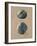 Vintage Linen Sea Urchin-Regina-Andrew Design-Framed Art Print