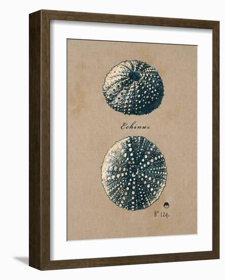 Vintage Linen Sea Urchin-Regina-Andrew Design-Framed Art Print