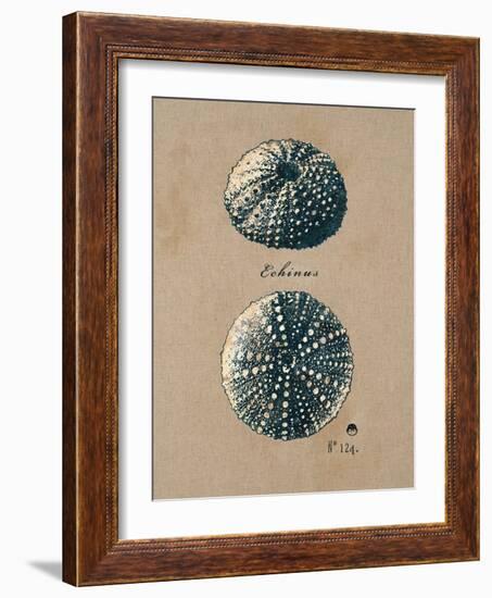 Vintage Linen Sea Urchin-Regina-Andrew Design-Framed Art Print