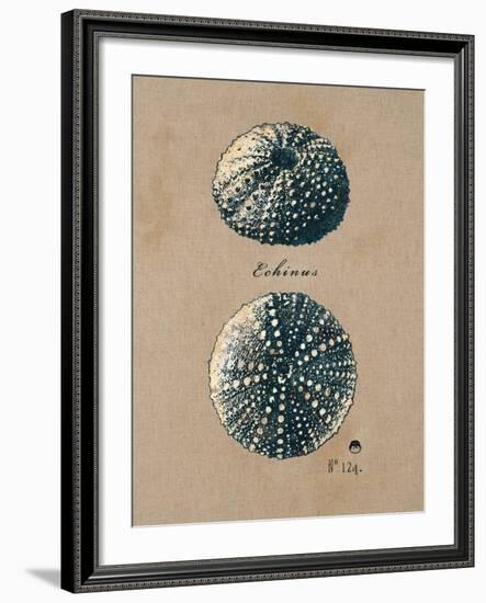 Vintage Linen Sea Urchin-Regina-Andrew Design-Framed Art Print