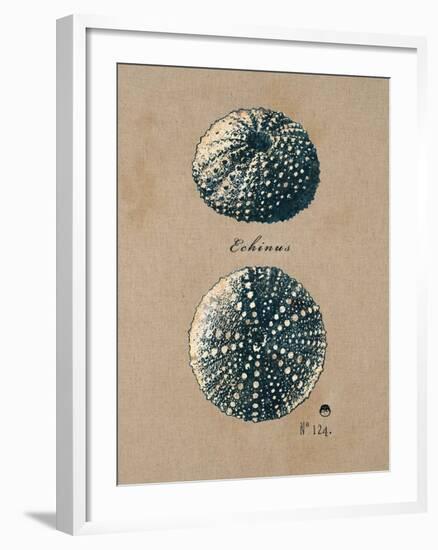 Vintage Linen Sea Urchin-Regina-Andrew Design-Framed Art Print