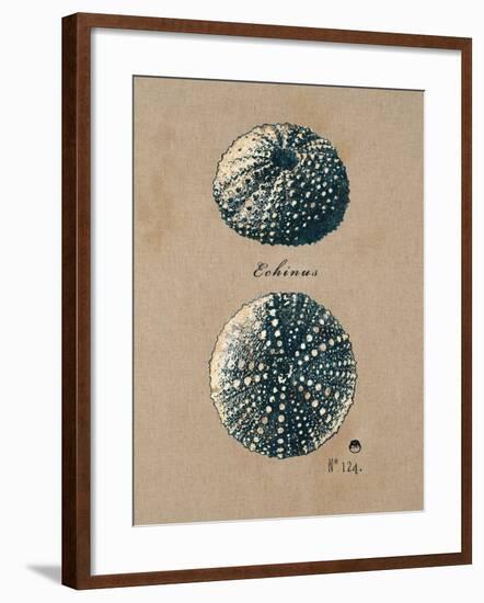 Vintage Linen Sea Urchin-Regina-Andrew Design-Framed Art Print