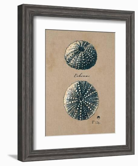 Vintage Linen Sea Urchin-Regina-Andrew Design-Framed Art Print