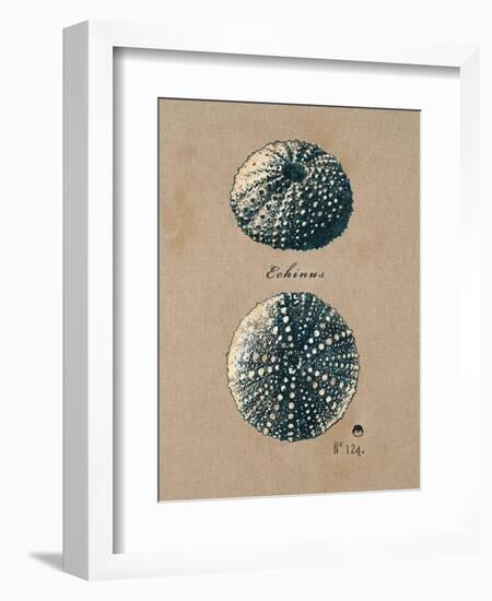 Vintage Linen Sea Urchin-Regina-Andrew Design-Framed Art Print