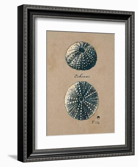 Vintage Linen Sea Urchin-Regina-Andrew Design-Framed Art Print