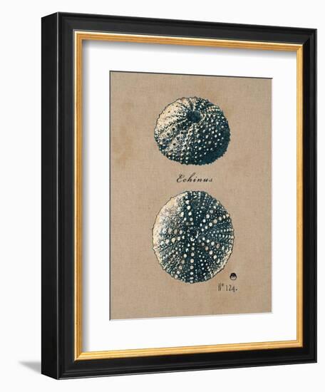 Vintage Linen Sea Urchin-Regina-Andrew Design-Framed Art Print