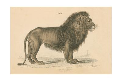 Vintage Lion Art Print Wild Apple Portfolio Art Com