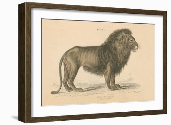 Vintage Lion-Wild Apple Portfolio-Framed Art Print