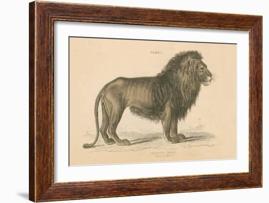 Vintage Lion-Wild Apple Portfolio-Framed Art Print