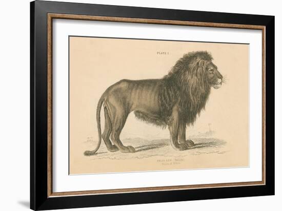 Vintage Lion-Wild Apple Portfolio-Framed Art Print