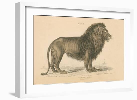 Vintage Lion-Wild Apple Portfolio-Framed Art Print