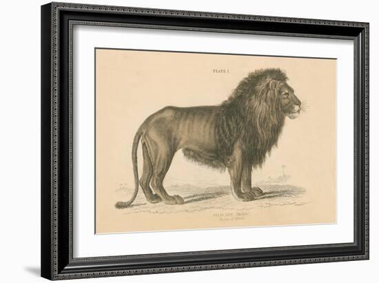 Vintage Lion-Wild Apple Portfolio-Framed Art Print