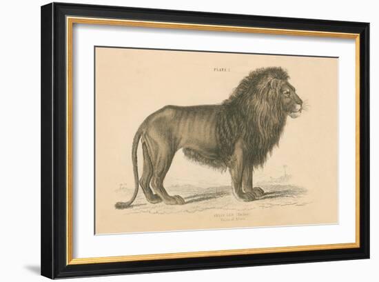 Vintage Lion-Wild Apple Portfolio-Framed Art Print