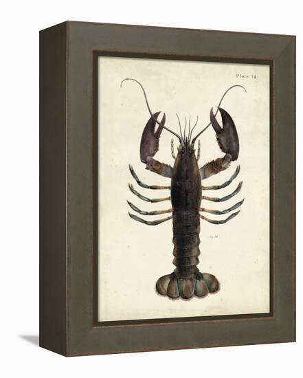 Vintage Lobster-DeKay-Framed Stretched Canvas
