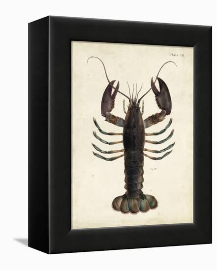 Vintage Lobster-DeKay-Framed Stretched Canvas
