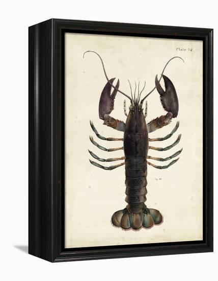 Vintage Lobster-DeKay-Framed Stretched Canvas