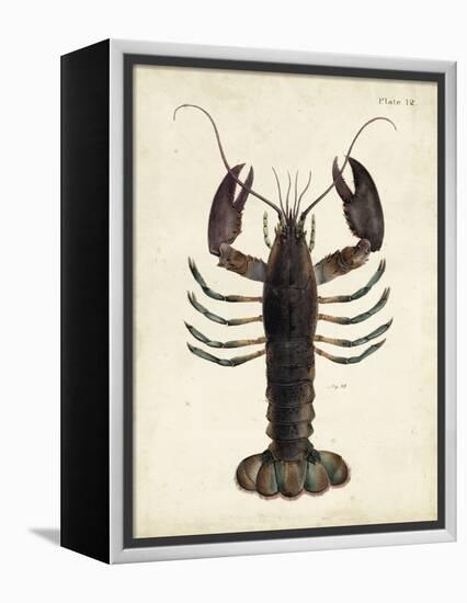 Vintage Lobster-DeKay-Framed Stretched Canvas