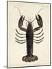 Vintage Lobster-DeKay-Mounted Art Print
