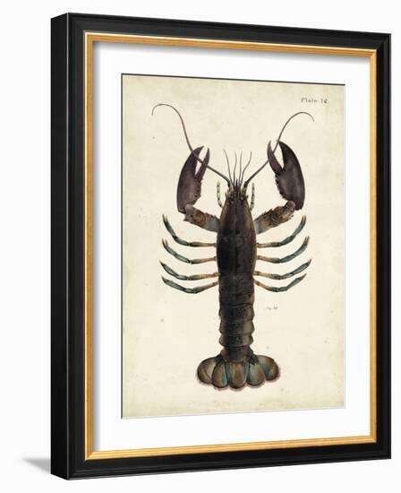 Vintage Lobster-DeKay-Framed Art Print